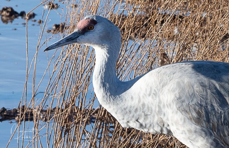 Gray crane close-up with a prominent red crown and yellow eye, set against a blurred backdrop of water and reeds.