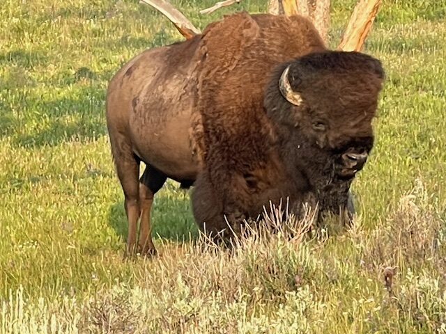 A large bison grazes in a grassy field, showcasing its distinctive shaggy coat and muscular build, illustrating the wildlife of the region.
