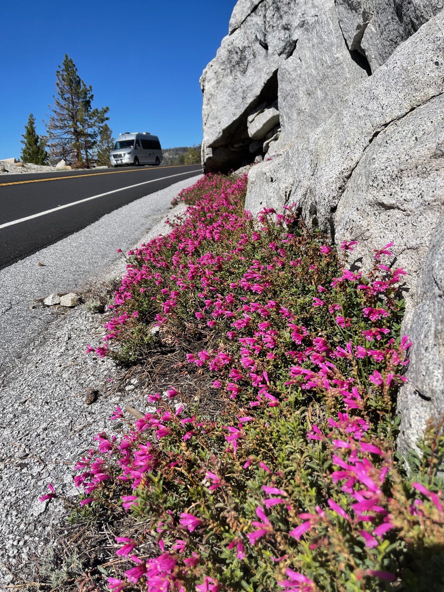 Vibrant pink flowers line the roadside, contrasting with gray rocks and a clear blue sky. A van travels along the road, emphasizing a serene outdoor setting.