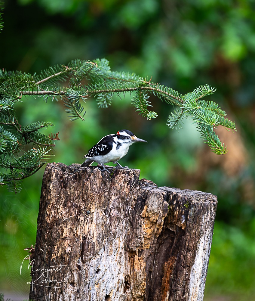 A male Downy Woodpecker perches on a weathered tree stump, surrounded by greenery. Its distinctive black and white plumage and red cap are prominent.