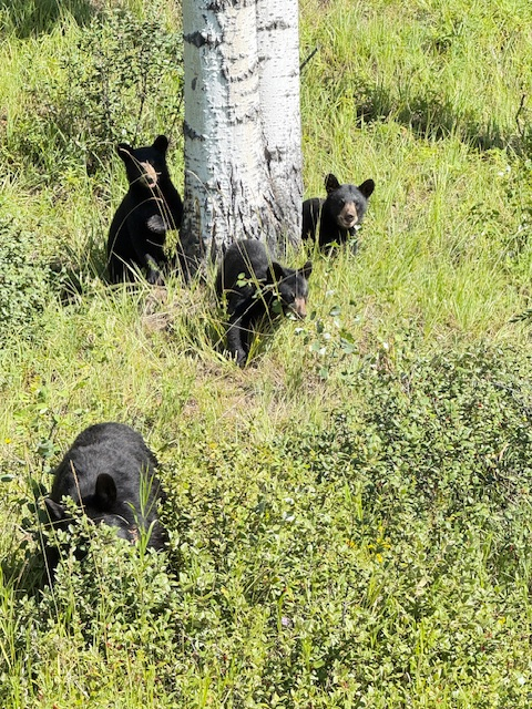 Four black bear cubs are playfully exploring a grassy area near a white tree, showcasing wildlife in their natural habitat.