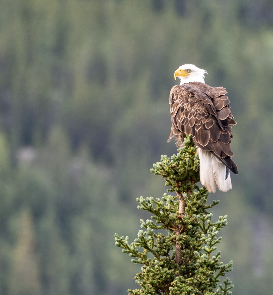 A bald eagle perches majestically atop a tall pine tree, surveying a lush green landscape in the background.