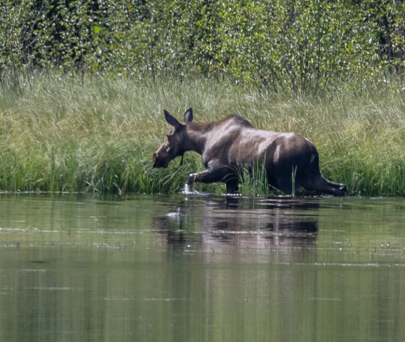 Moose wading through shallow water, grazing on grass along the shoreline, surrounded by lush green vegetation.