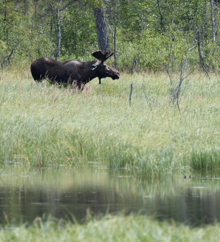 Moose grazing in tall grass beside a calm body of water, surrounded by lush green foliage, highlighting its natural habitat.