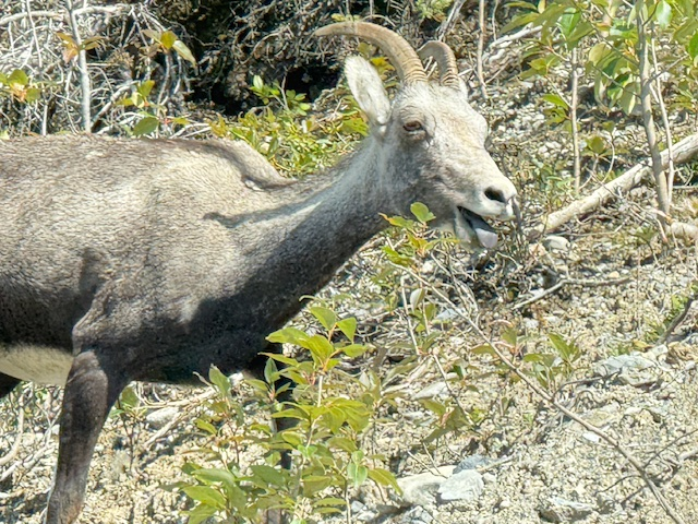 Mountain goat with prominent curved horns, vocalizing among greenery. Captures wildlife behavior in natural habitat, enhancing ecological context.