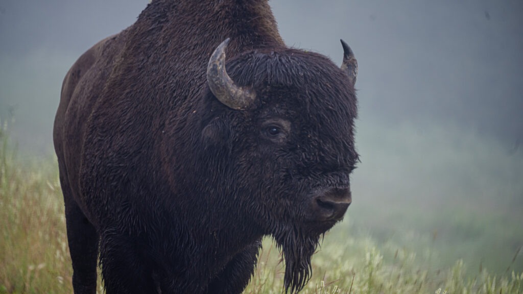 A bison stands prominently in a misty landscape, showcasing its thick, dark fur and curved horns, highlighting its natural habitat.