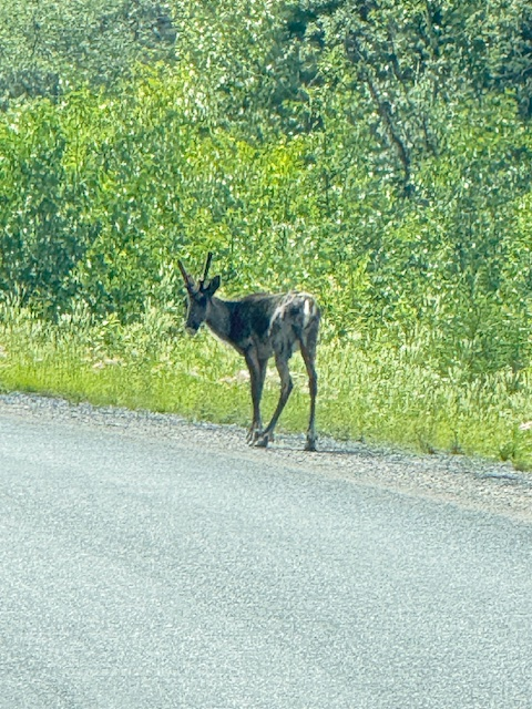 A young caribou stands near the roadside, surrounded by lush greenery. Its distinct antlers are partially developed, highlighting its youth.